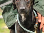 Lucia-VA, liebevolles Zuhause gesucht - Neustadt (Rübenberge)