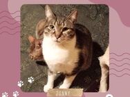 Kater Jonny möchte so gern ankommen - Lalendorf