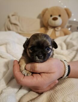 Chihuahua welpen hündin - Kastellaun