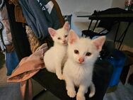 Noch zwei kleine Mischlings Kätzchen suchen neues Zuhause - Seegebiet Mansfelder Land