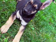 Schäferhund Welpen Rüde - Suhl
