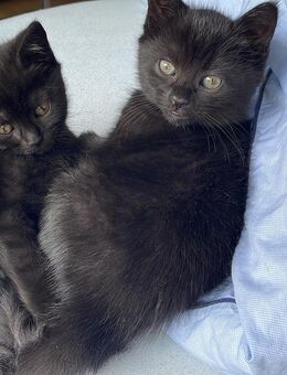 BKH -Mix Kitten 2x weibl. 6 Monate - Kamp-Lintfort