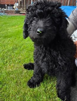 Ein Goldendoodle Welpe sucht noch sein zu Hause - Gelsenkirchen