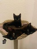 Bengal Mischlingskätzchen in 72336