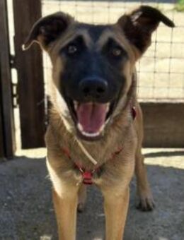 junge Lana, 11 Monate sucht PS/ES - Köln