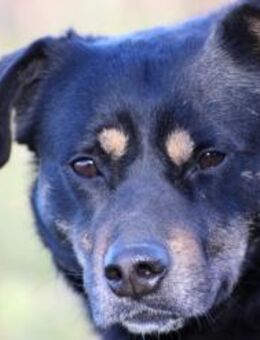 Acantha- freundlich u. verschmust - Lohra