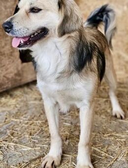 JASON sehnt sich nach Zuneigung - Weilheim (Oberbayern)