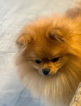 Herzensbrecher Pomeranian-Rüden suchen liebevolles Zuhause 🐾 - Bad Salzuflen