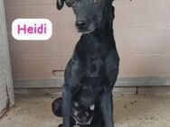 Heidi sucht ein liebevolles Zuhause - Berlin