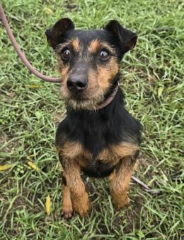 Reggie - Strolch von der Straße - Süderbrarup