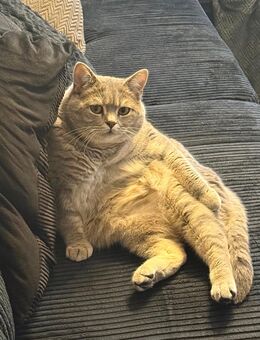 British Kurzhaar Katze Hauskatze 18monate alt abzugeben mit Zubehör! - Delmenhorst