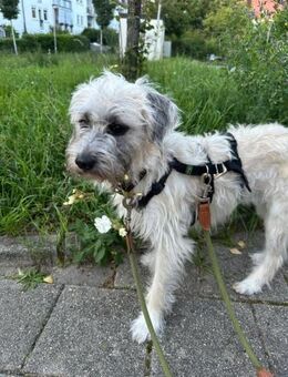 Jana; entzückende Wuscheline - Geilenkirchen