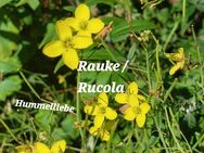 Samen Rauke / Rucola, viele weitere Sorten - Norderstedt