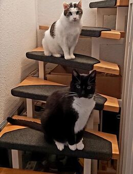 2 liebe Kater suchen ein neues Zuhause - Dresden