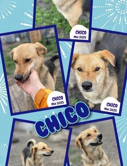 Hübscher Chico möchte ausreisen! - Nürnberg