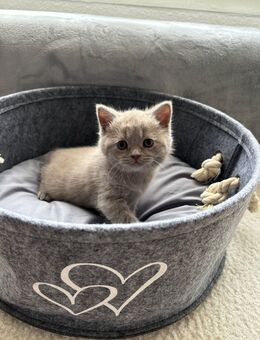 Wunderschöne BKH Kitten - Essen Zentrum