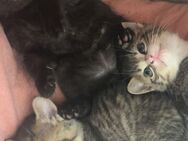 Babykatzen zuckersüß - Meckenheim