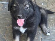 🌸Herziges Welpenmädchen Lia🐶🌼 - Eislingen (Fils)