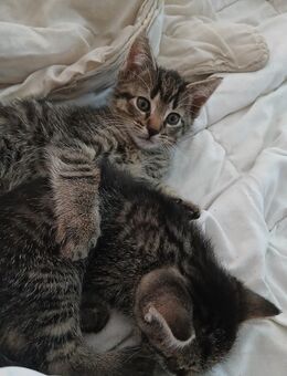 Katzenbaby Kater - Schloß Holte-Stukenbrock Schloß Holte
