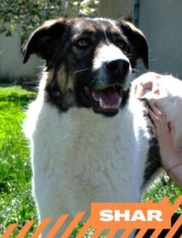 Shar - schmusiges, großes Baby - Berlin