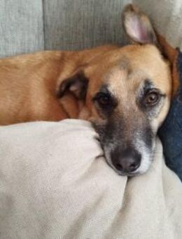 Wer hat ein freies Körbchen für Lasar? - München