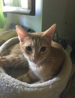 Leo aus dem Tierschutz - Grevenbroich