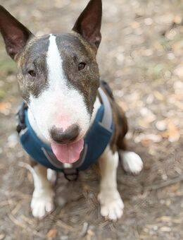 Diego sucht ein liebevolles Zuhause ! - Berlin Charlottenburg-Wilmersdorf