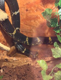 2 Terrarien, 3 Schlangen - Jade
