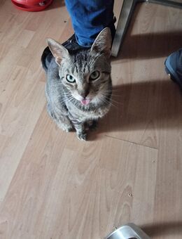 Katzen abzugeben - Greven (Nordrhein-Westfalen)