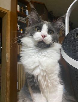 Maine coon Mädchen - Erkelenz