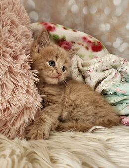 =^..^=Bezaubernde Maine Coon kitten mit Stammbaum aus seriöser Zucht =^..^= - Bad Berleburg
