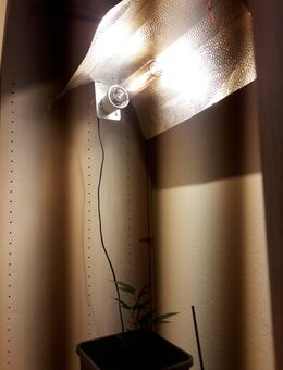 Growlampe zu verkaufen - Oberhausen Zentrum