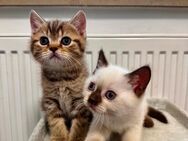 Zuckersüße BKH Kitten suchen ein liebevolles Zuhause - Schwabach