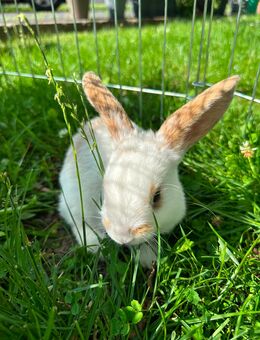 Verkaufe Kaninchen 10 Wochen alt - Ruhland