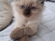 Neva Masquarade Kitten - Elmshorn