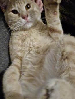 Pumukel, fröhlicher Rotschopf, ca. 5 Mon - Vaterstetten