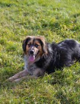 NAMIRA - fröhlich verspielt und aktiv - Overath