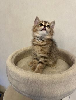 Kitte - Bersenbrück