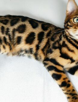 Wunderhübsche Reinrassige Bengal Kitten mit XXL Rosetten - Bad Oeynhausen