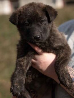 Asia von kettenlos - Bollingstedt