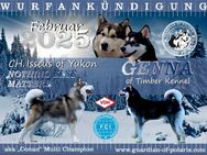 Alaskan Malamute *Wurfankündigung* Februar 2025 mit Ahnentafel - Dietzhölztal