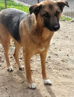 Sanfte Emma wartet schon so lange! - Mettmann