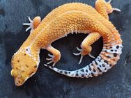 Leopardgecko weibchen Tangerine "Gaya" - Winterthur