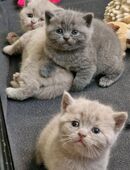 British kurzhaar Kitten in 94496