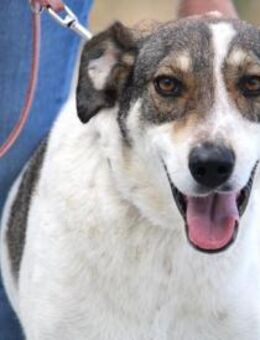 Elric ist ein wunderbarer, offener Hund! - Karben