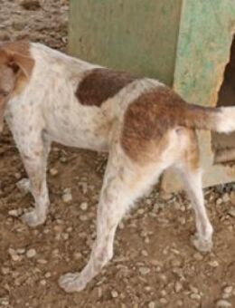 Taavi ist ein treuer Begleithund - Schwarmstedt