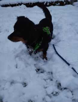 Hund sucht neues Zuhause - Peterswald-Löffelscheid