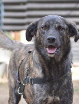 Contardo, Notfall in Deutschland (NRW) - Bad Vilbel