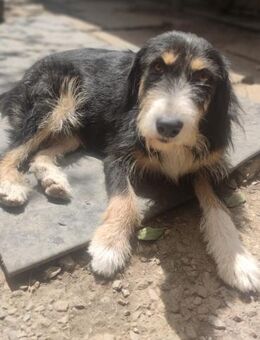❤️🐶 freundliche Pandora 🐶❤️NOTFALL - Eislingen (Fils)