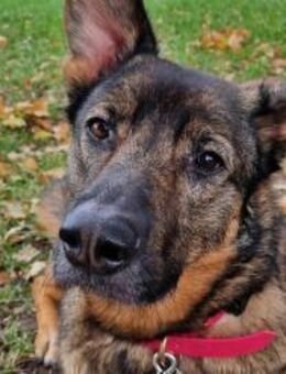 Kluge Nelli wartet in 25474 Bönningstedt - Hamburg